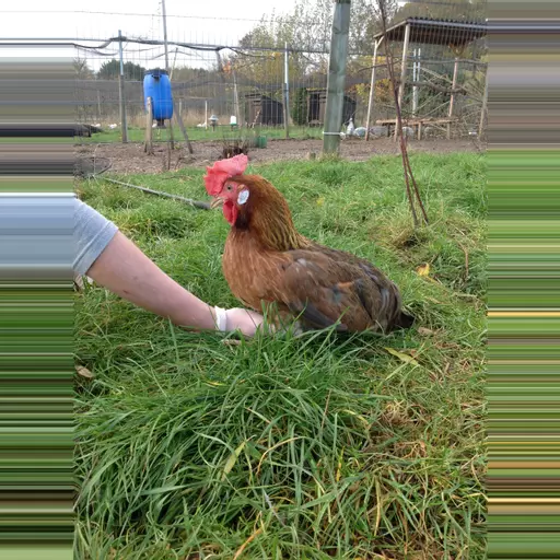 Brown Leghorn