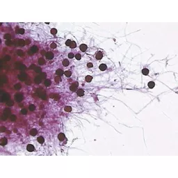 FINHC1006407.png