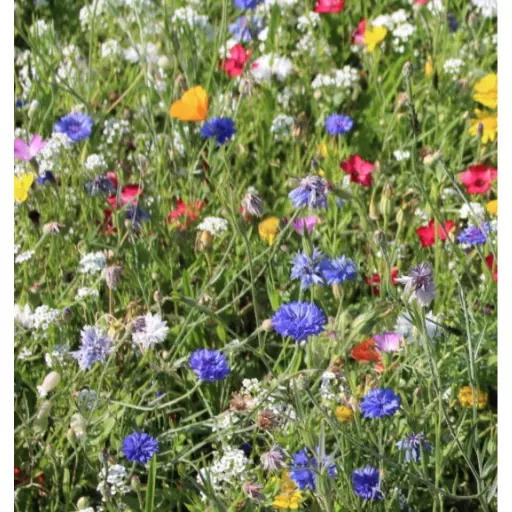 Field Scabious Wild Flower Seed