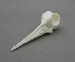 Woodcock 2.jpg