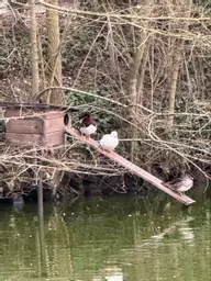 Pole Duck Nest Box.jpg