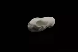Weasel 2.jpg