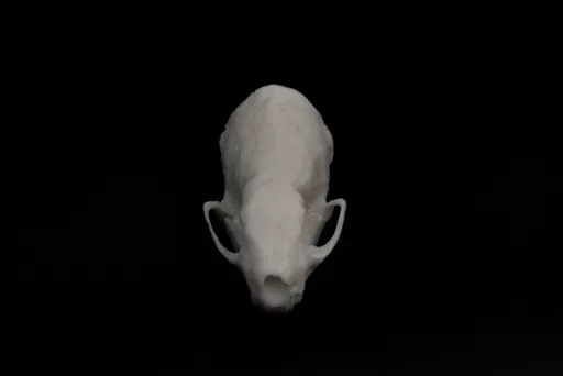 Weasel 4.jpg