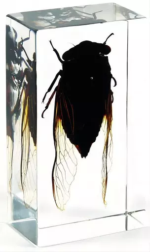 K20229  Cicada.jpg