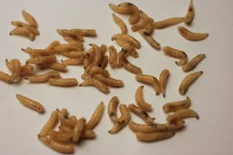 maggots-calliphora-scaled.jpg