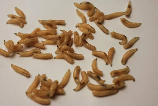 maggots-calliphora-scaled.jpg