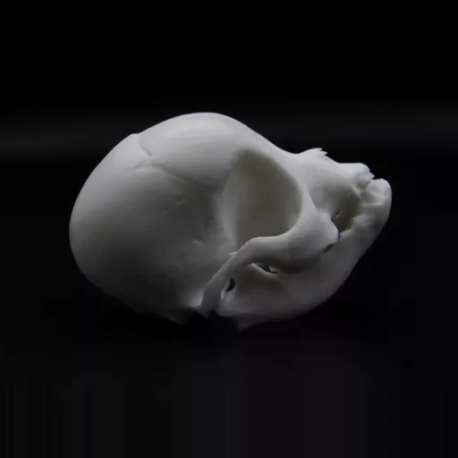 Replica Puppy Skull