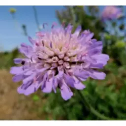 FIELDSCABIOUS.jpg