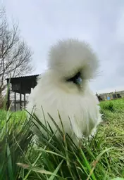 Silkie white.jpg