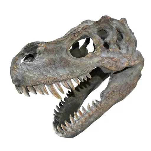 NT_197 T Rex Skull Large.jpg