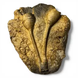 Sea Lily Fern Cast.jpg