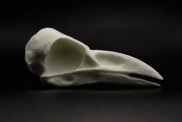 Raven 1.jpg