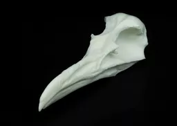 Gull Skull 2.jpg