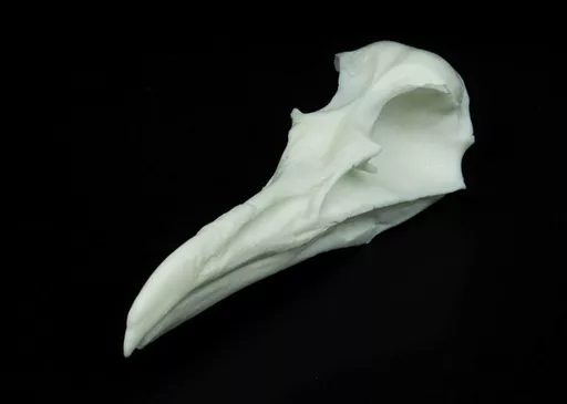 Gull Skull 2.jpg