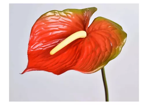 anthurium - red.jpg