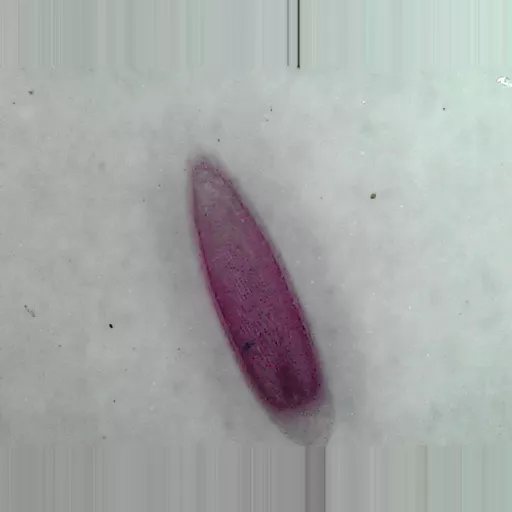 MICROSCOPE SLIDE - Allium root tip stained for mitosis