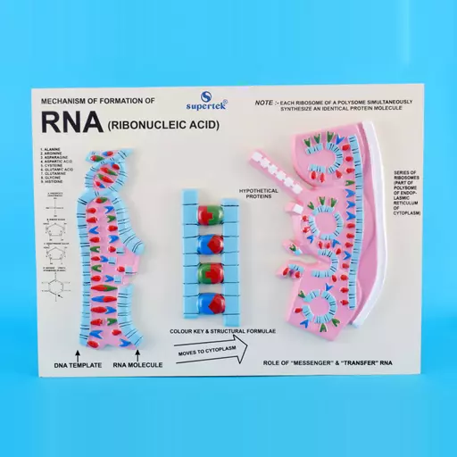 MODEL OF RNA