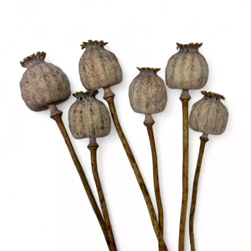 Dried Poppy Heads