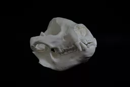 Panda 3.jpg