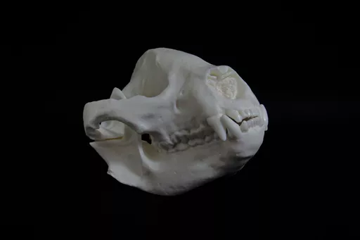 Panda 3.jpg