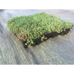 Mr Green Modular Sedum Roof Tray Profile.jpg