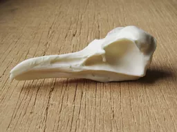 Gull Skull 3.jpg