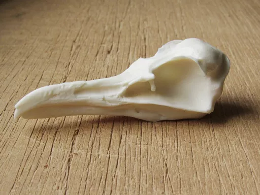 Gull Skull 3.jpg