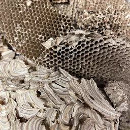 Wasps Nest 2.jpg