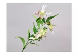 gloriosa - white.jpg