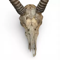Antelope Skull 3.jpg