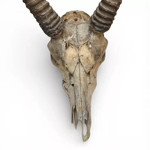 Antelope Skull 3.jpg