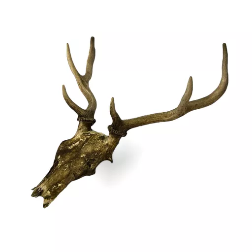 Medium Deer Skull 2