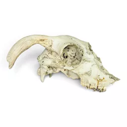 sheep skull (1).jpg