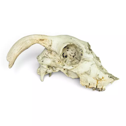 Sheep Skull