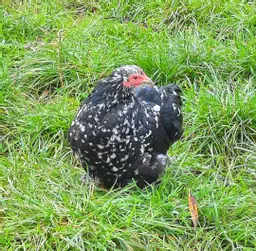 Pekin mottled2.jpg