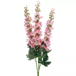 Delphinium Pink (2).jpg