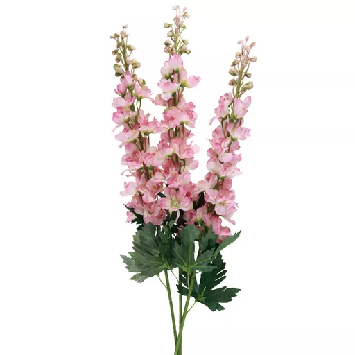 Delphinium Pink (2).jpg