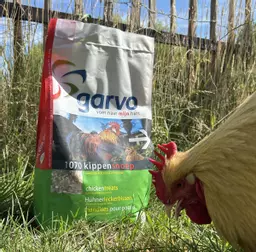 Garvo Chicken Treats 1070 next to a buff orpington chicken