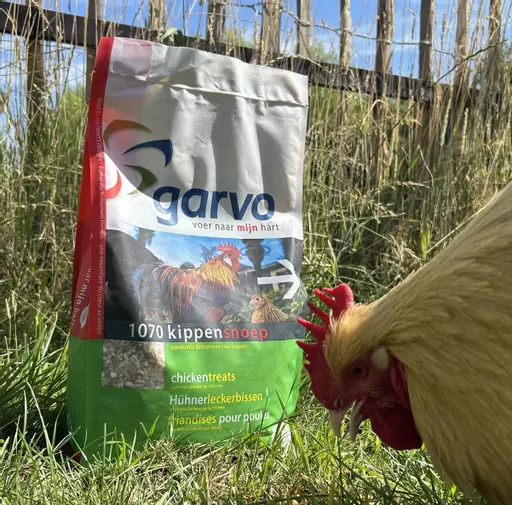 Garvo Chicken Treats 1070 next to a buff orpington chicken