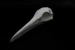 Gannet 2.jpg