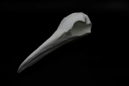 Gannet 2.jpg