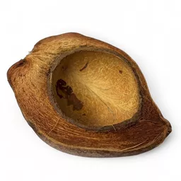 Coconut Half.jpg