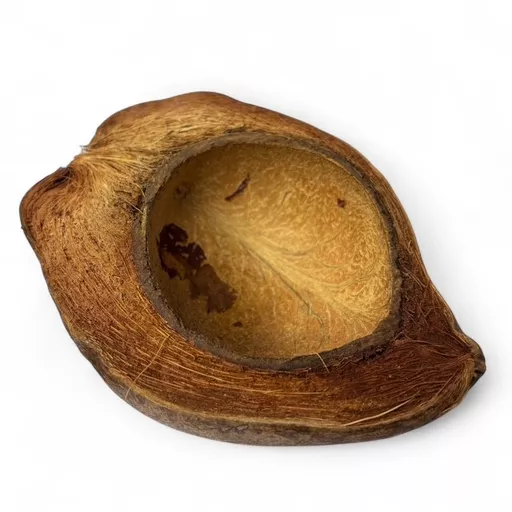 Coconut Half.jpg