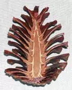 Cut Pine Cone