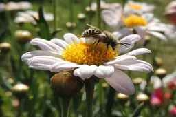 Oxeye Daisy.jpg