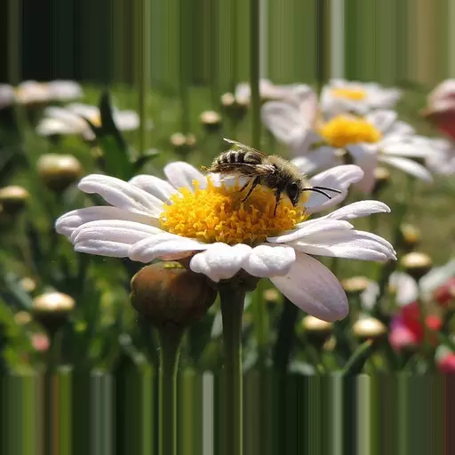 Oxeye Daisy Wild Flower Seed Packet