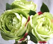 Green Cabbage Rose