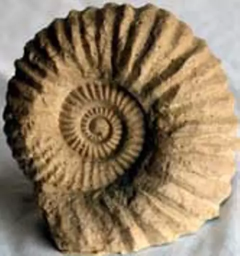 https://starbek-static.myshopblocks.com/images/tmp/fs_124_ammonite_177.jpg
