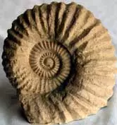X-Large reproduction Ammonite