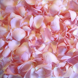 Flower Petals.png